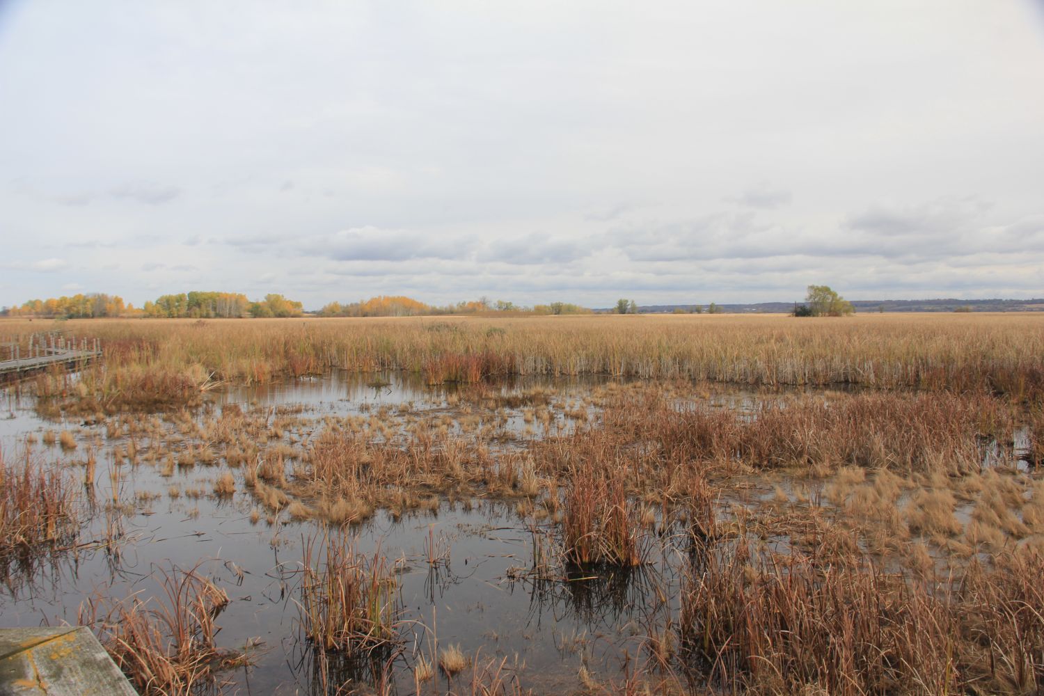 Horicon Marsh